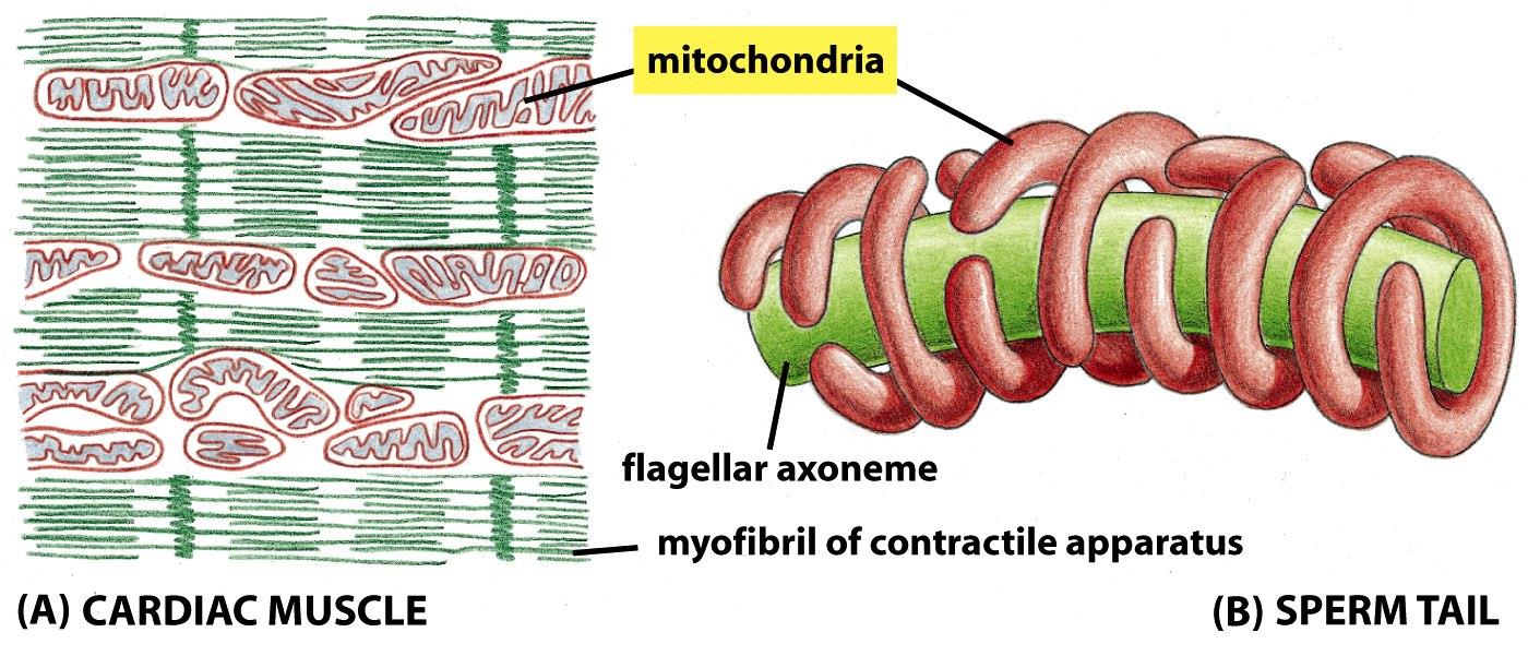 v některých buňkách jsou mitochondrie přítomny ve velkém