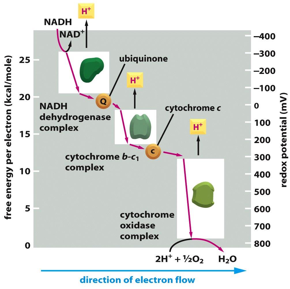Elektrontransportní řetězec přenos elektronů v elektrontransportním řetězci probíhá na základě rozdílných hodnot redoxního potenciálu jednotlivých