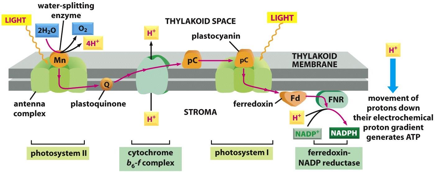 v celém procesu je elektron odstraněn z reakčního centra fotosystému II předán