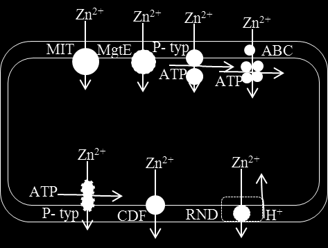 Tab. 2: Transport Zn (II) mikrobiální buňkou upraveno dle Silver [56] Název Funkční rodina Směr transportu Bakterie ZnuABC ABC ATPáza Absorpce Escherichia coli MntH Nramp chemiosmoticky Absorpce E.