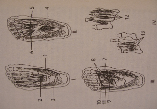 Příloha č. 3 Retinakula nohy (převzato z Dungl, 1989). Retinakula nohy: 1 horní extenzorové retinakulum, 2 peroneální retinakulum, 3 dolní extenzorové retinakulum, 4 flexorové retinakulum (lig.