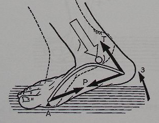 hallucis longus a m. peroneus longus et. brevis. M. gastrocnemius je dynamizujícim faktorem pohybu, zatímco m.soleus je spíše statickou složkou svalu).