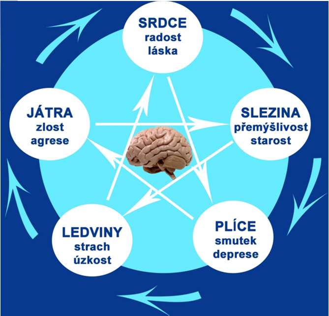 Mikrobiální ložiska Nodegen + Okruh jater: LiverDren (ev. LiHerb) Okruh srdce: CorDren (ev. CorHerb) Okruh sleziny: VelienDren (ev. VelienHerb) Okruh plic: RespiDren (ev.