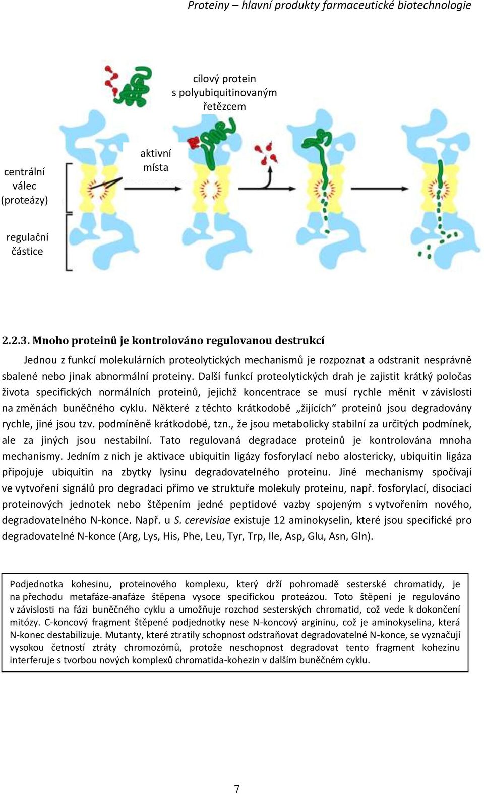 Další funkcí proteolytických drah je zajistit krátký poločas života specifických normálních proteinů, jejichž koncentrace se musí rychle měnit v závislosti na změnách buněčného cyklu.