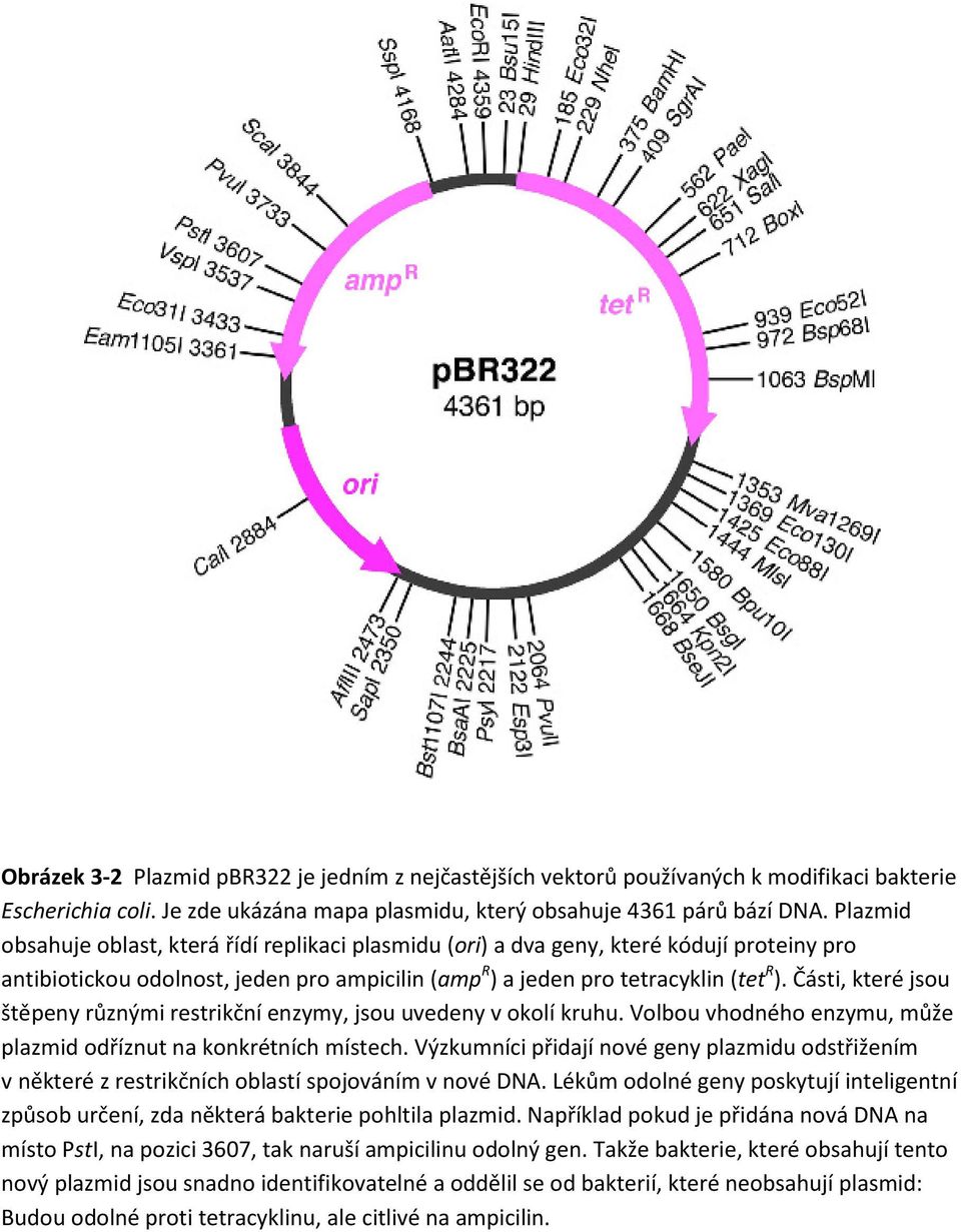 Části, které jsou štěpeny různými restrikční enzymy, jsou uvedeny v okolí kruhu. Volbou vhodného enzymu, může plazmid odříznut na konkrétních místech.