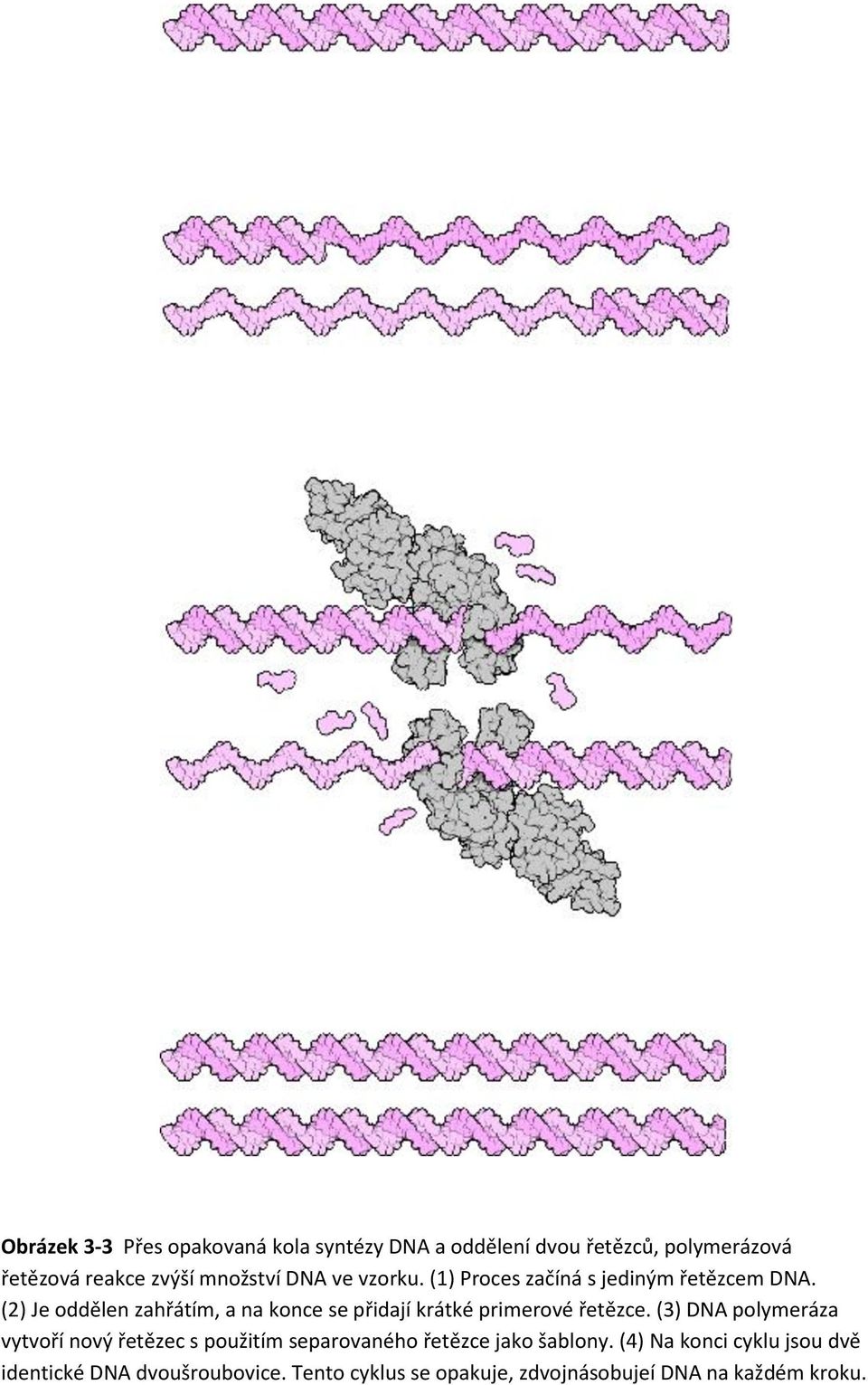 (2) Je oddělen zahřátím, a na konce se přidají krátké primerové řetězce.