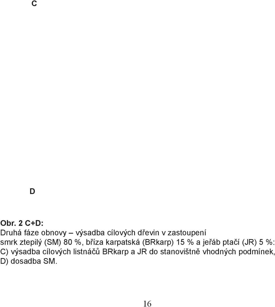 zastoupení smrk ztepilý (SM) 80 %, bříza karpatská (BRkarp)