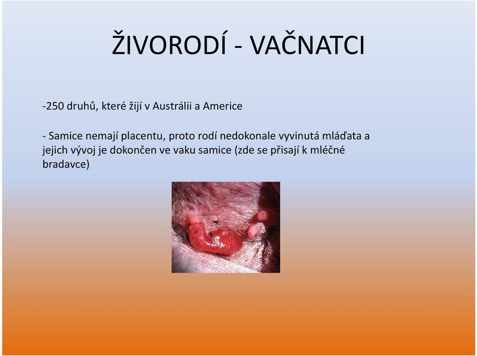 rodí nedokonale vyvinutá mláďata a jejich vývoj je