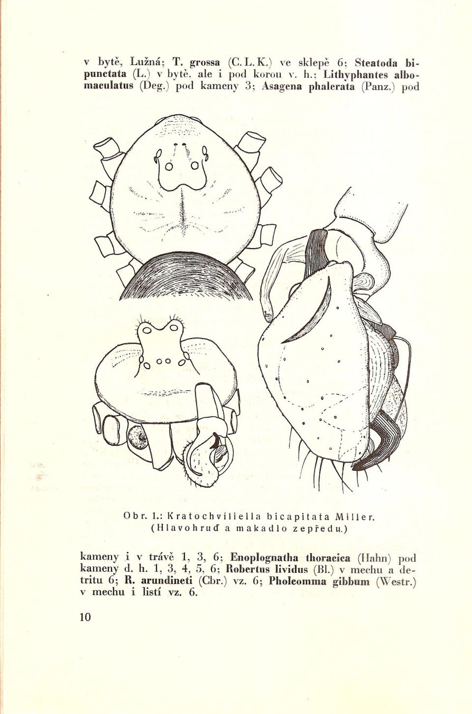 ( H I a v o h r ti d a m a k a d 1o z e pre d ti.) kameny i v tráve 1, 3, 6; Enoplognatha thoracica (Hahn) pod kameny d. h. 1, 3, 4, 5, 6; Rohertns lividns (Bl.