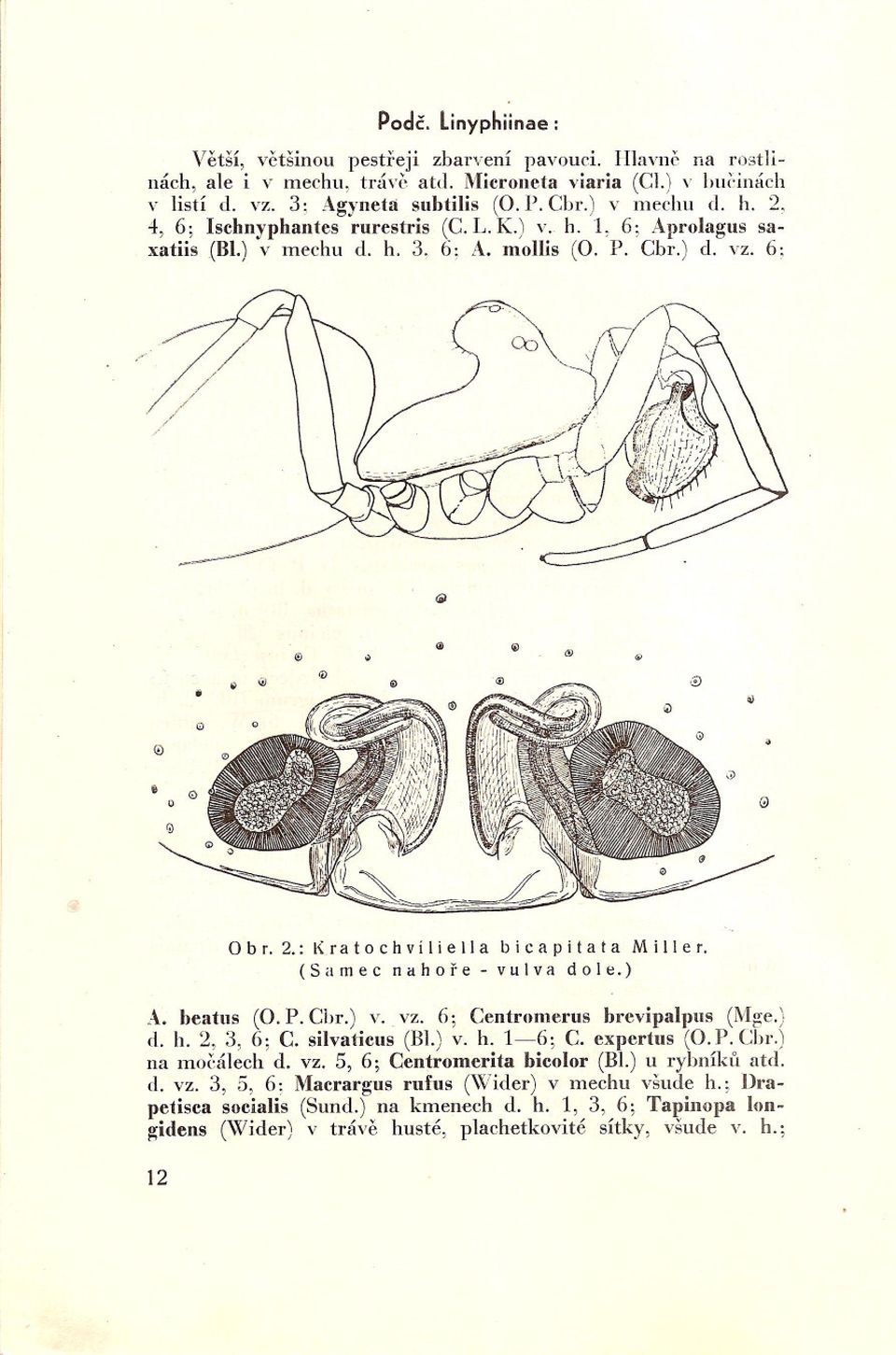 (Samec nahore - vulva dole.) A. heatus (O. P. Cbr.) v.. vz. 6; Centromerus hrevipalpus (Mge.) d. h. 2, 3, 6; C. silvaticus (Bl.) v. h. 1-6; C. cxpcrtus (O.P. Cbr.) na moz:álech d. vz. 5, 6; Centromcrita hicolor (B1.