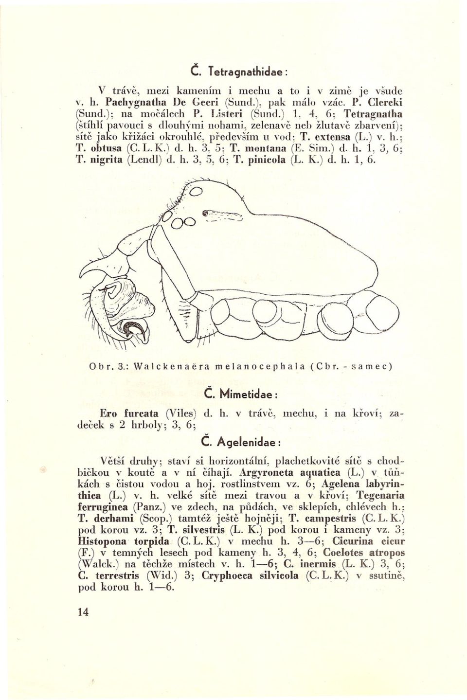 moutana (E. Sim.) d. h. 1, 3, 6; T. nigrita (Lelldl) d. h. 3, 5, 6; T. pinicola (L. K.) d. h. 1, 6. Obr. 3.: Walckcnaera mclanocephala (Cbr. - samec) C. Mimetidae: Ero furcata (Viles) d. h. v tráve, mechu, decek s 2 hrboly; 3, 6; C.