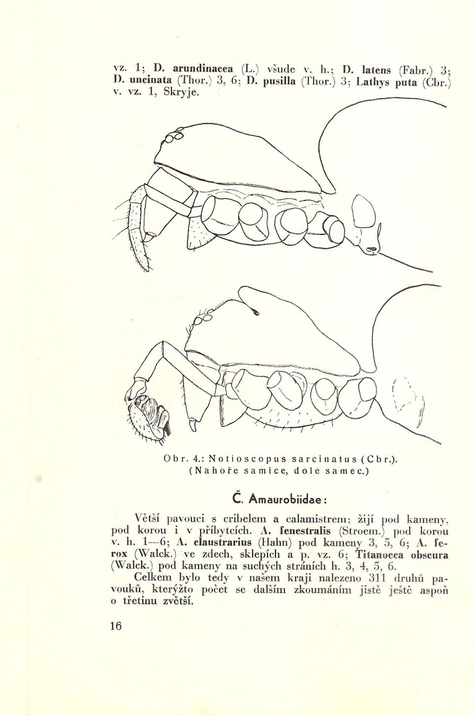 ) pod korou v. h. 1-6; A. claustrarius (Hahn) pod kameny 3, 5, 6; A. ferox (\Valck.) ve zdech, sklepích a p. vz. 6; Titanoeca obscura (Walck.