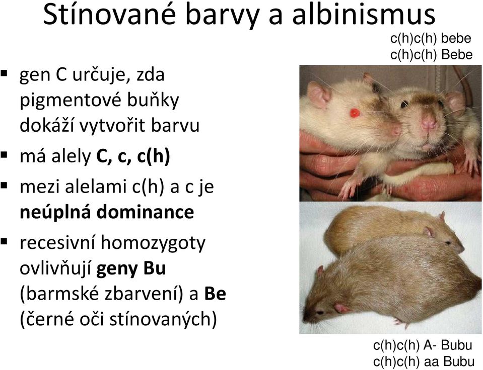 dominance recesivní homozygoty ovlivňují geny Bu (barmské zbarvení) a Be