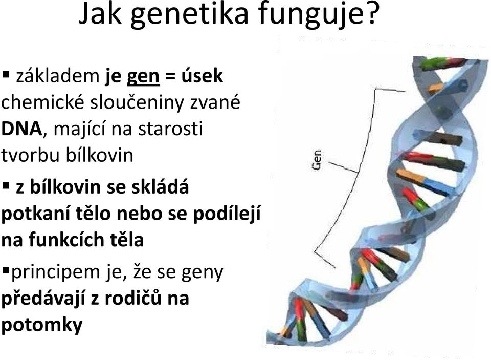 mající na starosti tvorbu bílkovin z bílkovin se skládá