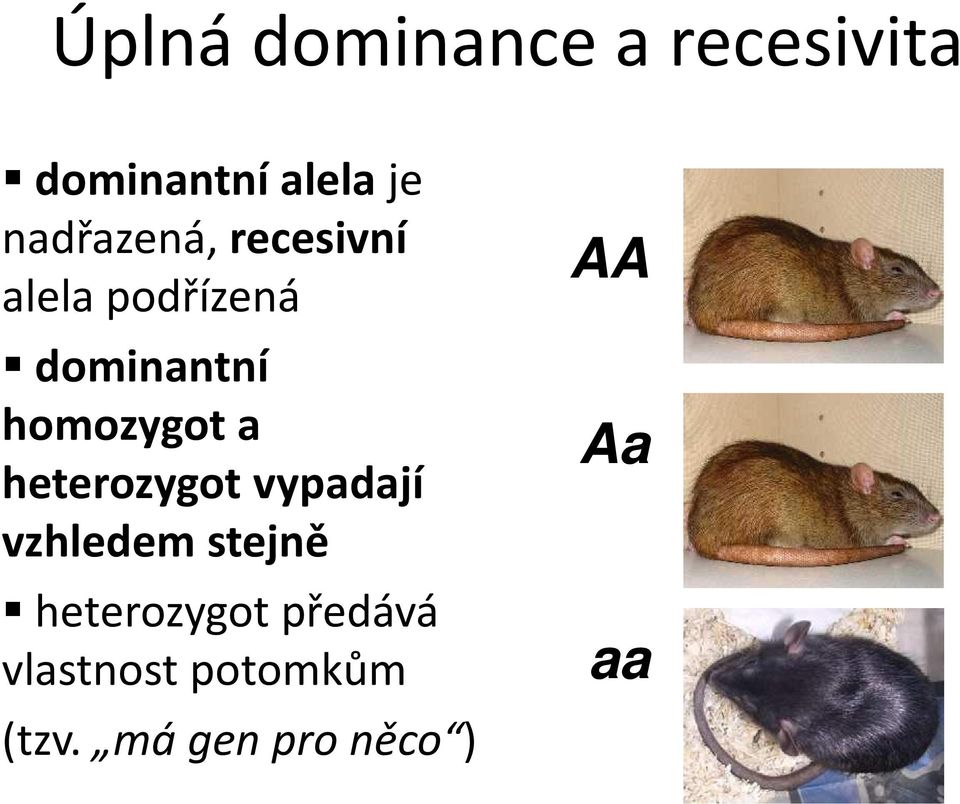 homozygot a heterozygot vypadají vzhledem stejně