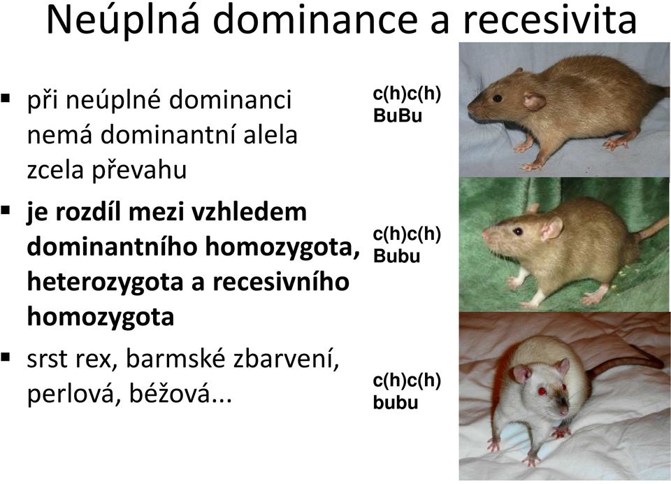 dominantního homozygota, heterozygota a recesivního homozygota