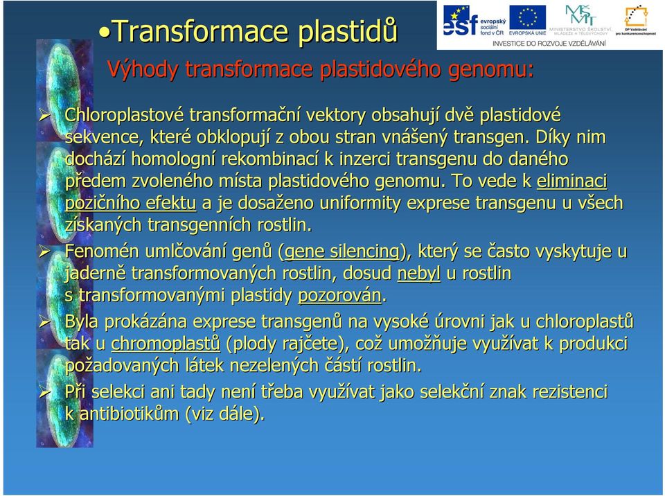 To vede k eliminaci pozičního efektu a je dosaženo uniformity exprese transgenu u všech v získaných transgenních rostlin.