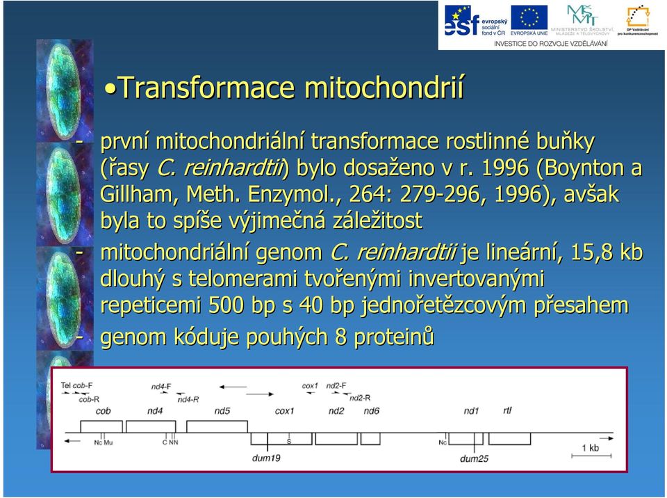 , 264: 279-296, 296, 1996), avšak ak byla to spíš íše e výjimečná záležitost - mitochondriáln lní genom C.