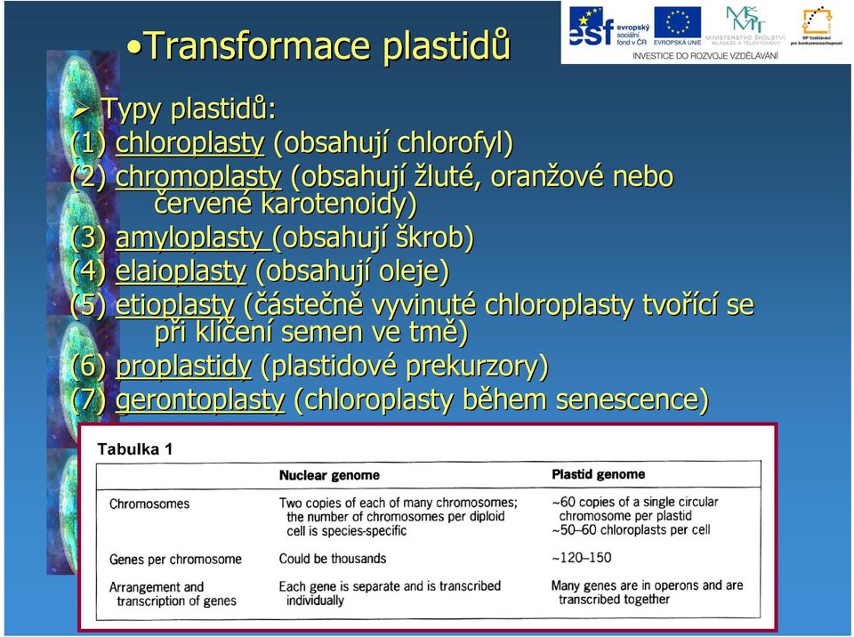 (obsahují oleje) (5) etioplasty (částečně vyvinuté chloroplasty tvořící se při i klíčen ení