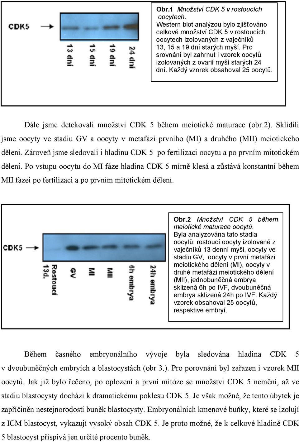 Sklidili jsme oocyty ve stadiu GV a oocyty v metafázi prvního (MI) a druhého (MII) meiotického dělení. Zároveň jsme sledovali i hladinu CDK 5 po fertilizaci oocytu a po prvním mitotickém dělení.