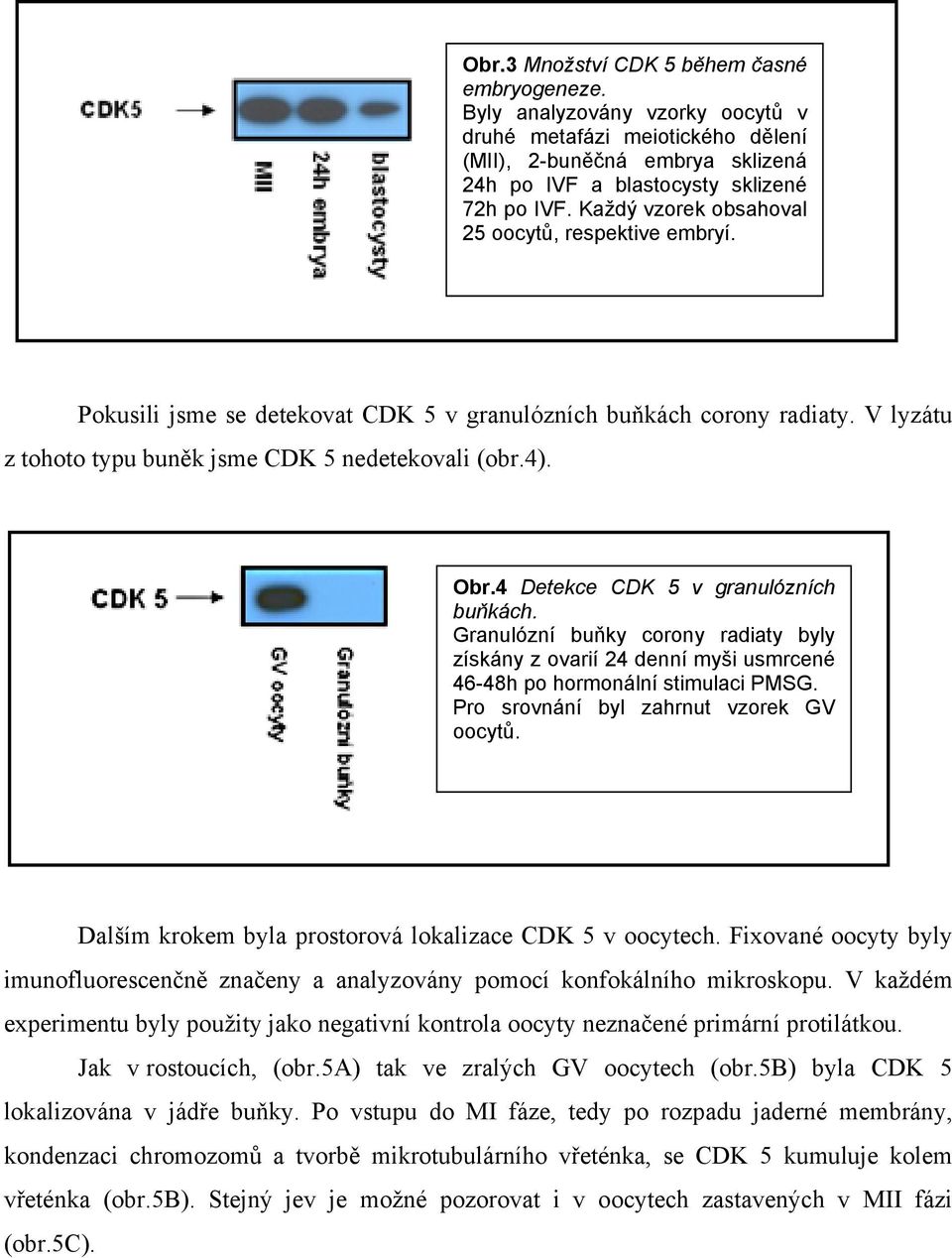 4 Detekce CDK 5 v granulózních buňkách. Granulózní buňky corony radiaty byly získány z ovarií 24 denní myši usmrcené 46-48h po hormonální stimulaci PMSG. Pro srovnání byl zahrnut vzorek GV oocytů.