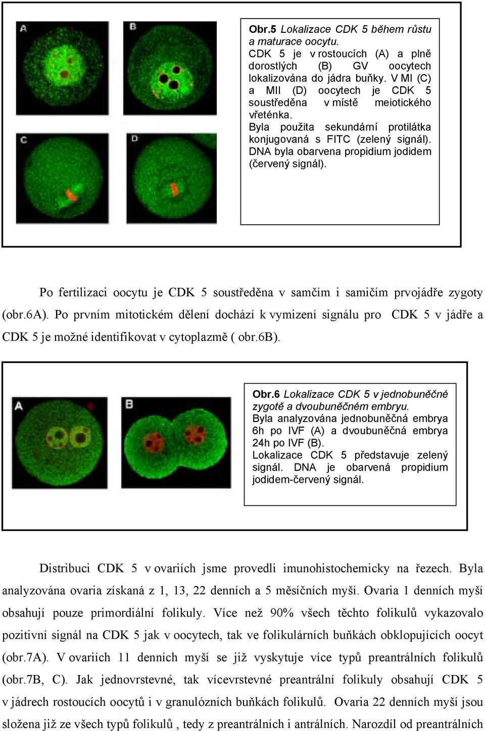 DNA byla obarvena propidium jodidem (červený signál). Po fertilizaci oocytu je CDK 5 soustředěna v samčím i samičím prvojádře zygoty (obr.6a).