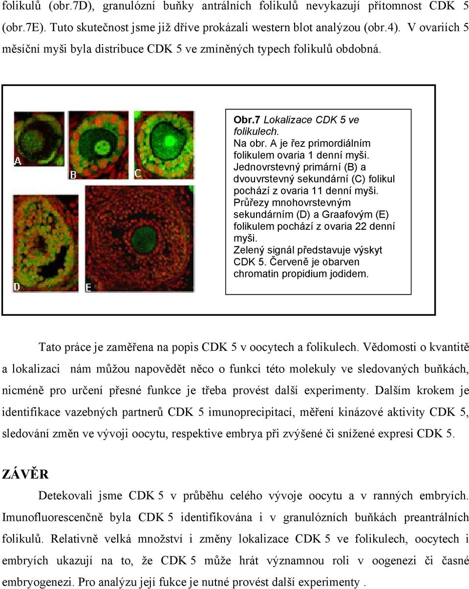 Jednovrstevný primární (B) a dvouvrstevný sekundární (C) folikul pochází z ovaria 11 denní myši. Průřezy mnohovrstevným sekundárním (D) a Graafovým (E) folikulem pochází z ovaria 22 denní myši.