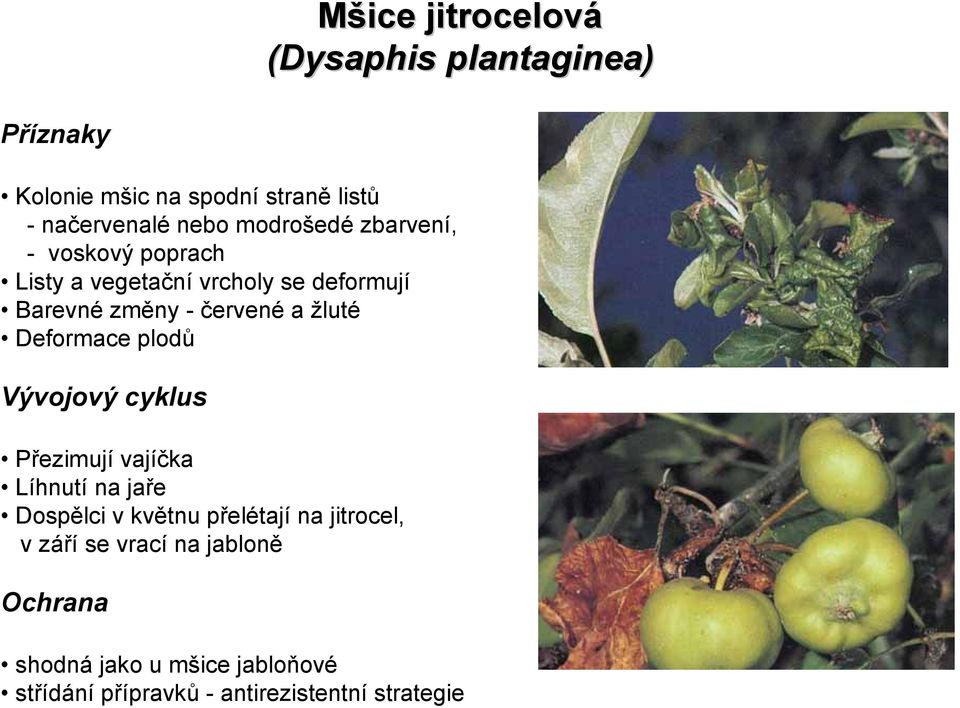 Deformace plodů Vývojový cyklus Přezimují vajíčka Líhnutí na jaře Dospělci v květnu přelétají na