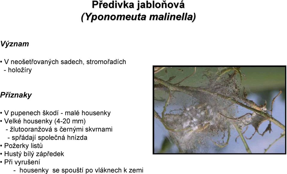 (4-20 mm) - žlutooranžová s černými skvrnami -spřádají společná hnízda