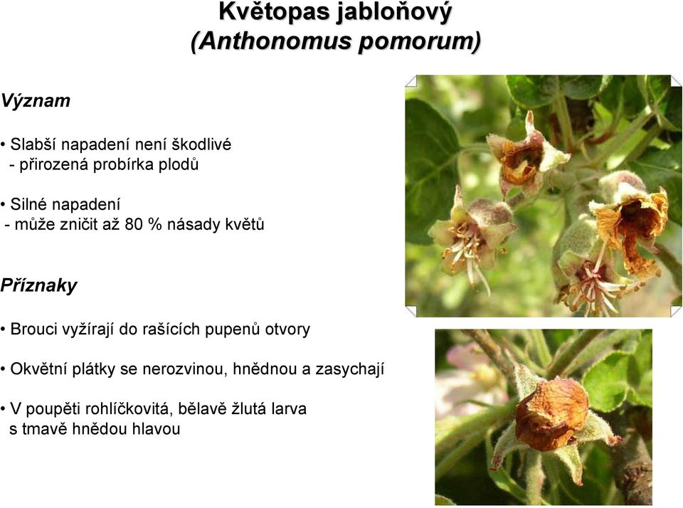 květů Brouci vyžírají do rašících pupenů otvory Okvětní plátky se nerozvinou,