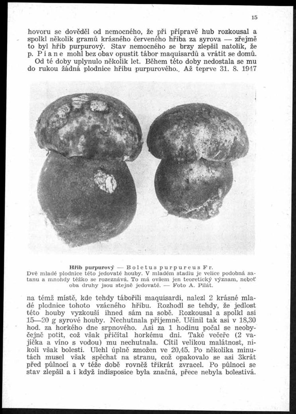 1947 15 H řib purpurový Boletus purpureus Fr. Dvě mladé plodnice této jedovaté houby. V mladém stadiu je velice podobná satanu a mnohdy těžko se rozeznává.