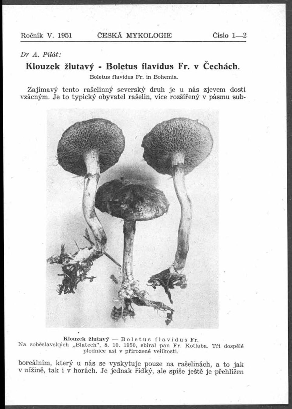 Je to typický obyvatel rašelin, více rozšířený v pásmu sub- Klouzek žlutavý Boletus flavidus Fr. N a soběslavských Blatech, 8. 10.