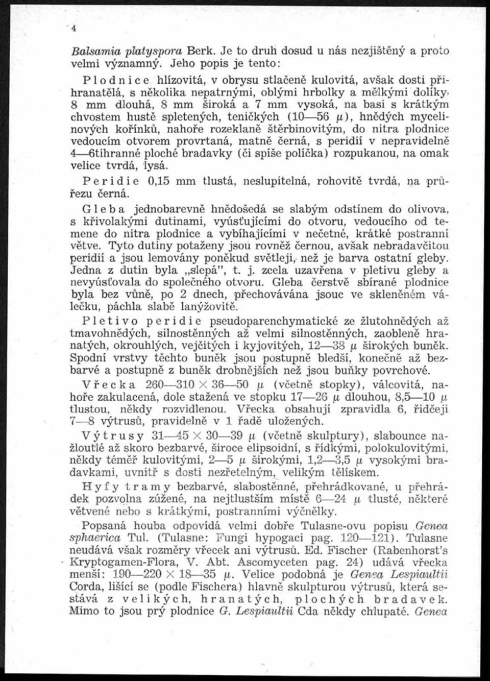 8 mm dlouhá, 8 mm široká a 7 mm vysoká, na basi s krátkým chvostem hustě spletených, teničkých (10 56 p ), hnědých mycelinových kořínků, nahoře rozeklaně štěrbinovitým, do nitra plodnice vedoucím