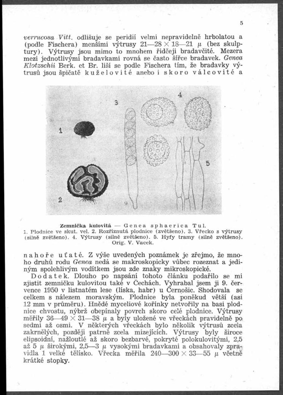 liší se podle Fischera tím, že bradavky v ý trusů jsou špičatě kuželovité anebo i skoro válcovité a -'A m m ' Wi ň h N I> Zeinnička kulovitá Genea sphaerica Tul. 1. Plodnice ve skut. vel. 2.