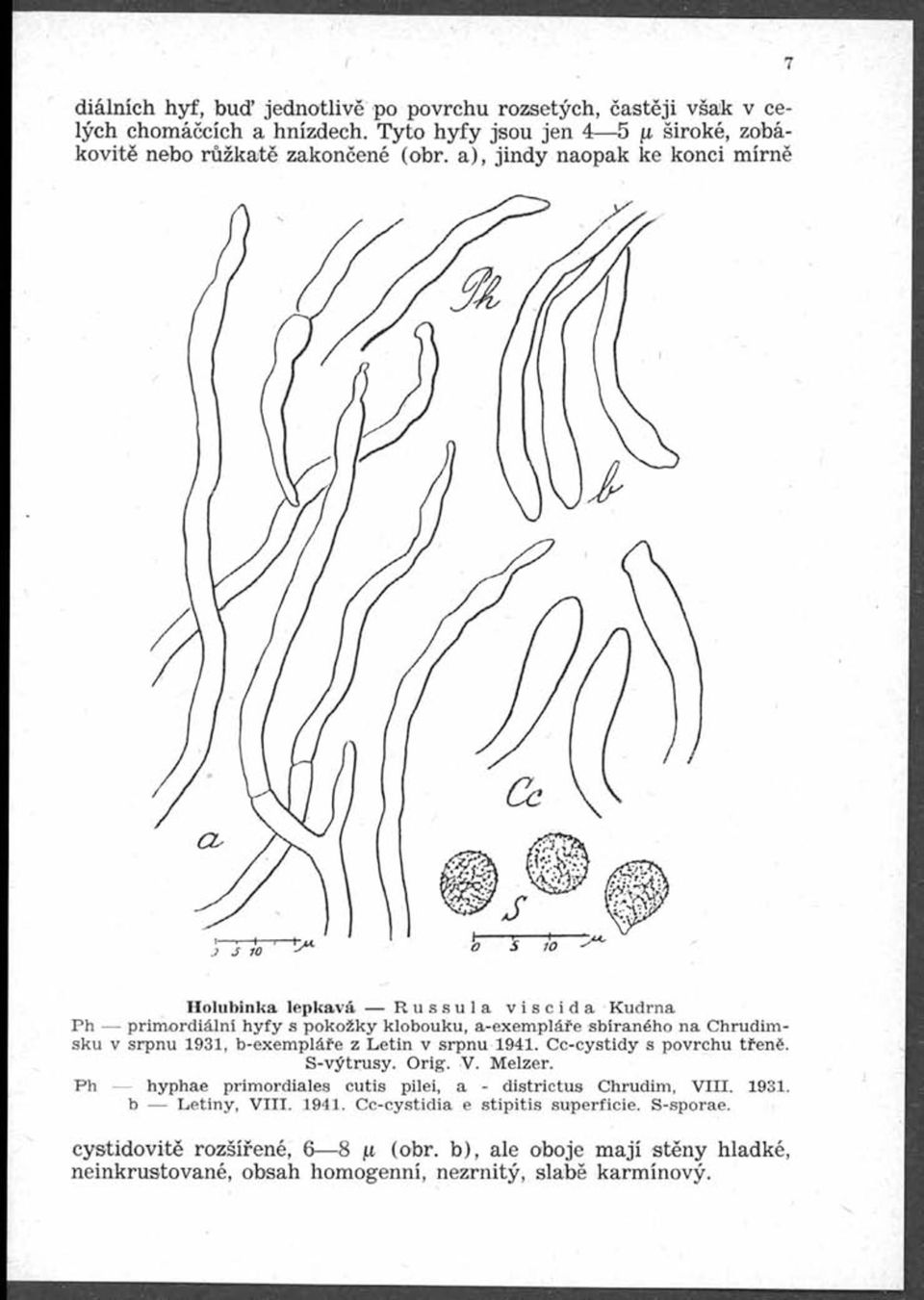 b-exempláře z Letin v srpnu 1941. Cc-cystidy s povrchu třené. S-výtrusy. Orig. V. Melzer. Ph hyphae primordiales cutis pilei, a - districtus Chrudim, V III. 1931.