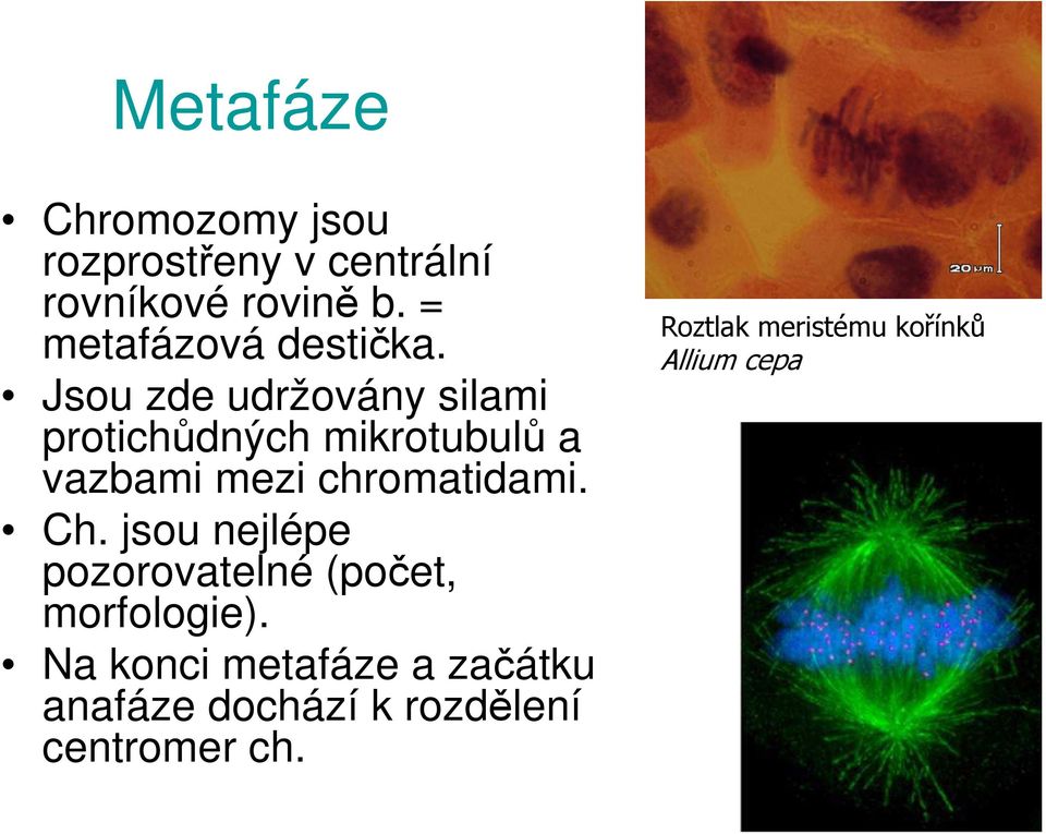 Jsou zde udržovány silami protichůdných mikrotubulů a vazbami mezi chromatidami. Ch.