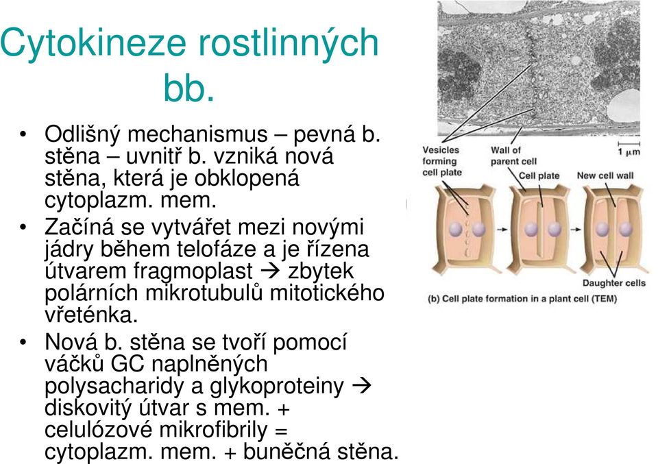 Začíná se vytvářet mezi novými jádry během telofáze a je řízena útvarem fragmoplast zbytek polárních