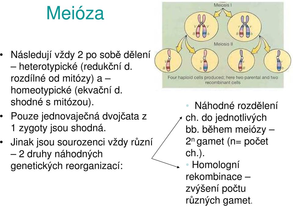 Pouze jednovaječná dvojčata z 1 zygoty jsou shodná.