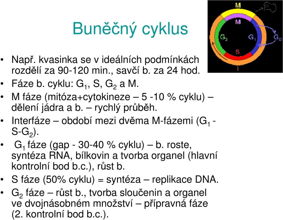 G 1 fáze (gap - 30-40 % cyklu) b. roste, syntéza RNA, bílkovin a tvorba organel (hlavní kontrolní bod b.c.), růst b.