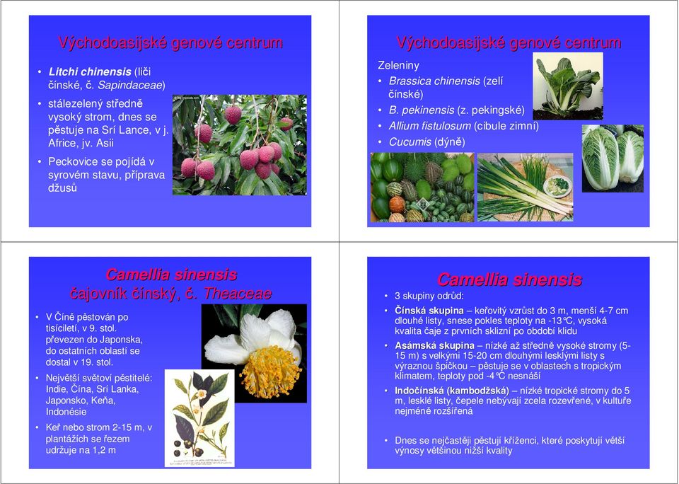 pekingské) Allium fistulosum (cibule zimní) Cucumis (dýně) Camellia sinensis čajovník čínský, č. Theaceae V Číně pěstován po tisíciletí, v 9. stol.
