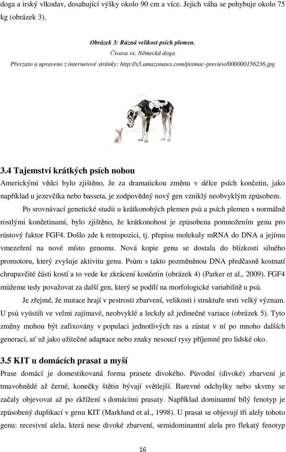 4 Tajemství krátkých psích nohou Americkými vědci bylo zjištěno, že za dramatickou změnu v délce psích končetin, jako například u jezevčíka nebo basseta, je zodpovědný nový gen vzniklý neobvyklým