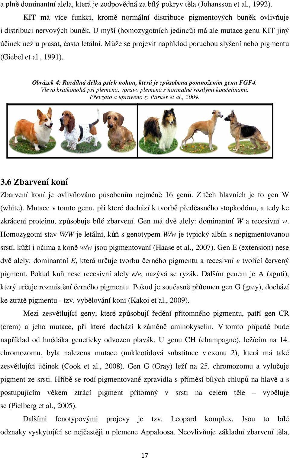 Obrázek 4: Rozdílná délka psích nohou, která je způsobena pomnožením genu FGF4. Vlevo krátkonohá psí plemena, vpravo plemena s normálně rostlými končetinami. Převzato a upraveno z: Parker et al.