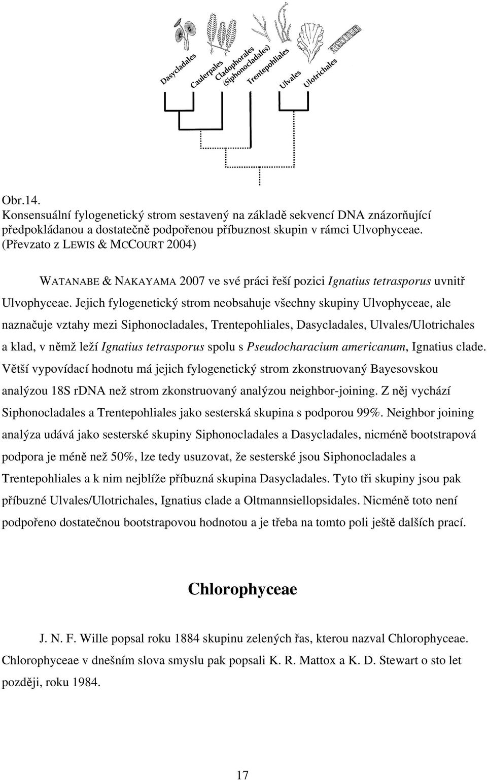 Jejich fylogenetický strom neobsahuje všechny skupiny Ulvophyceae, ale naznačuje vztahy mezi Siphonocladales, Trentepohliales, Dasycladales, Ulvales/Ulotrichales a klad, v němž leží Ignatius