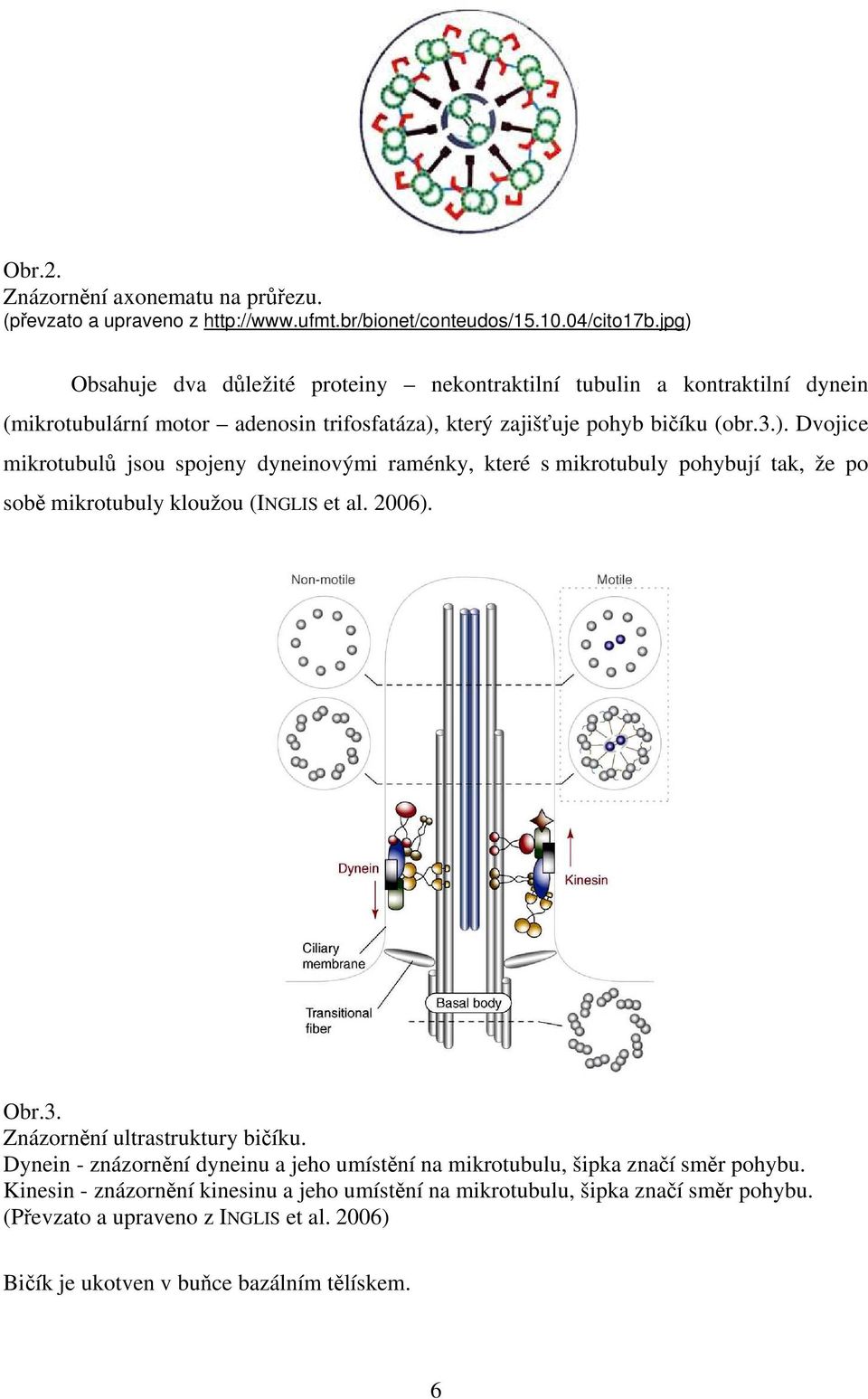 2006). Obr.3. Znázornění ultrastruktury bičíku. Dynein - znázornění dyneinu a jeho umístění na mikrotubulu, šipka značí směr pohybu.