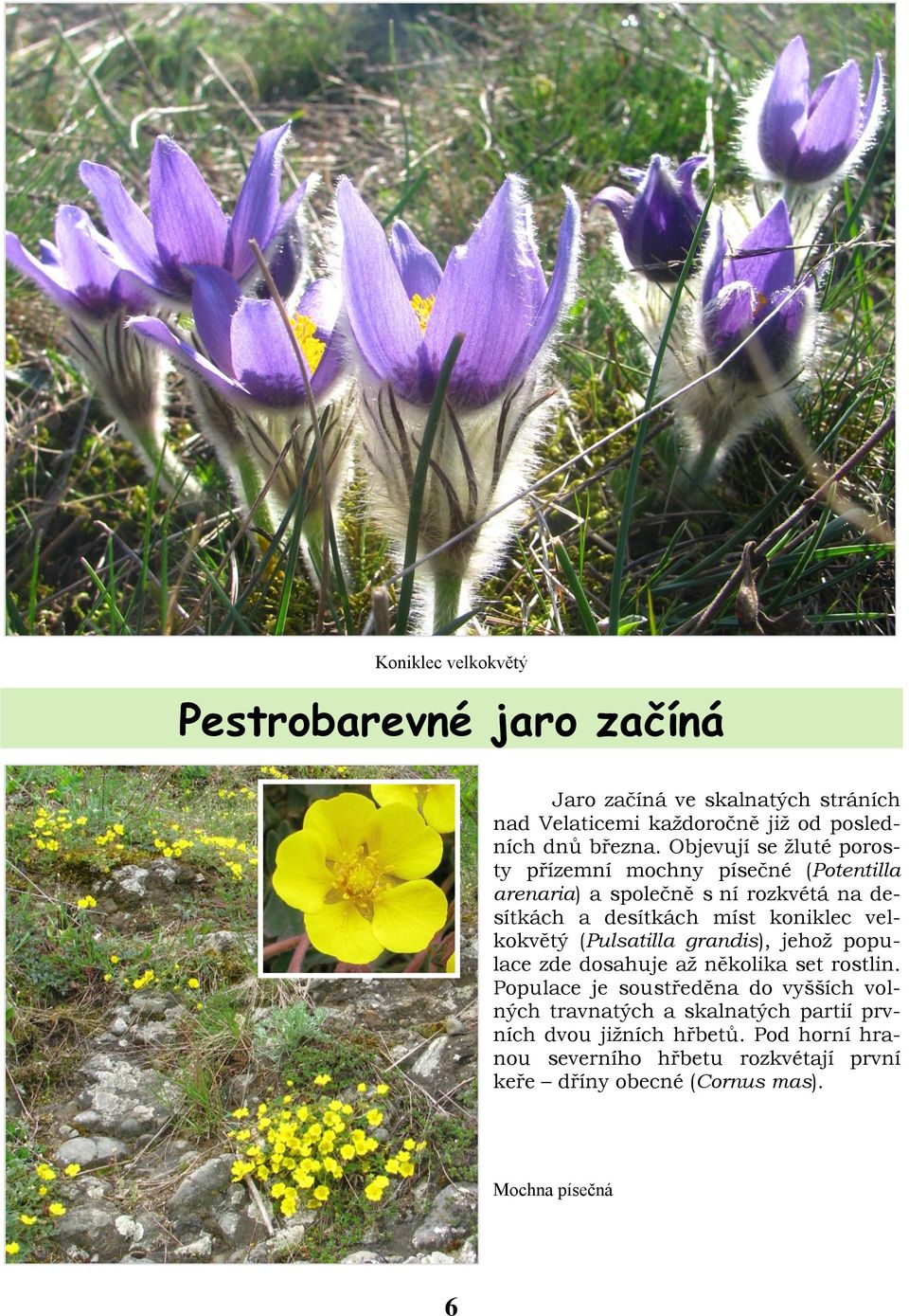 velkokvětý (Pulsatilla grandis), jehož populace zde dosahuje až několika set rostlin.