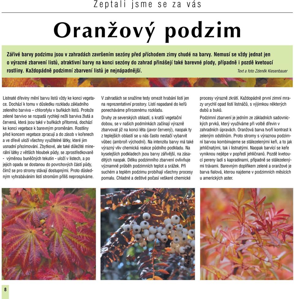 Každopádně podzimní zbarvení listů je nejnápadnější. Text a foto Zdeněk Kiesenbauer Listnaté dřeviny mění barvu listů vždy ke konci vegetace.