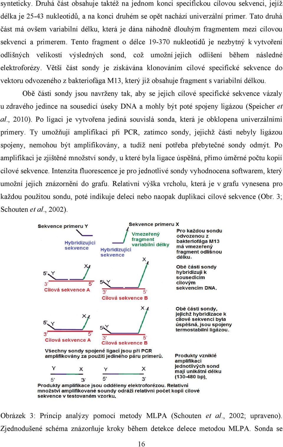 Tento fragment o délce 19-370 nukleotidů je nezbytný k vytvoření odlišných velikostí výsledných sond, což umožní jejich odlišení během následné elektroforézy.