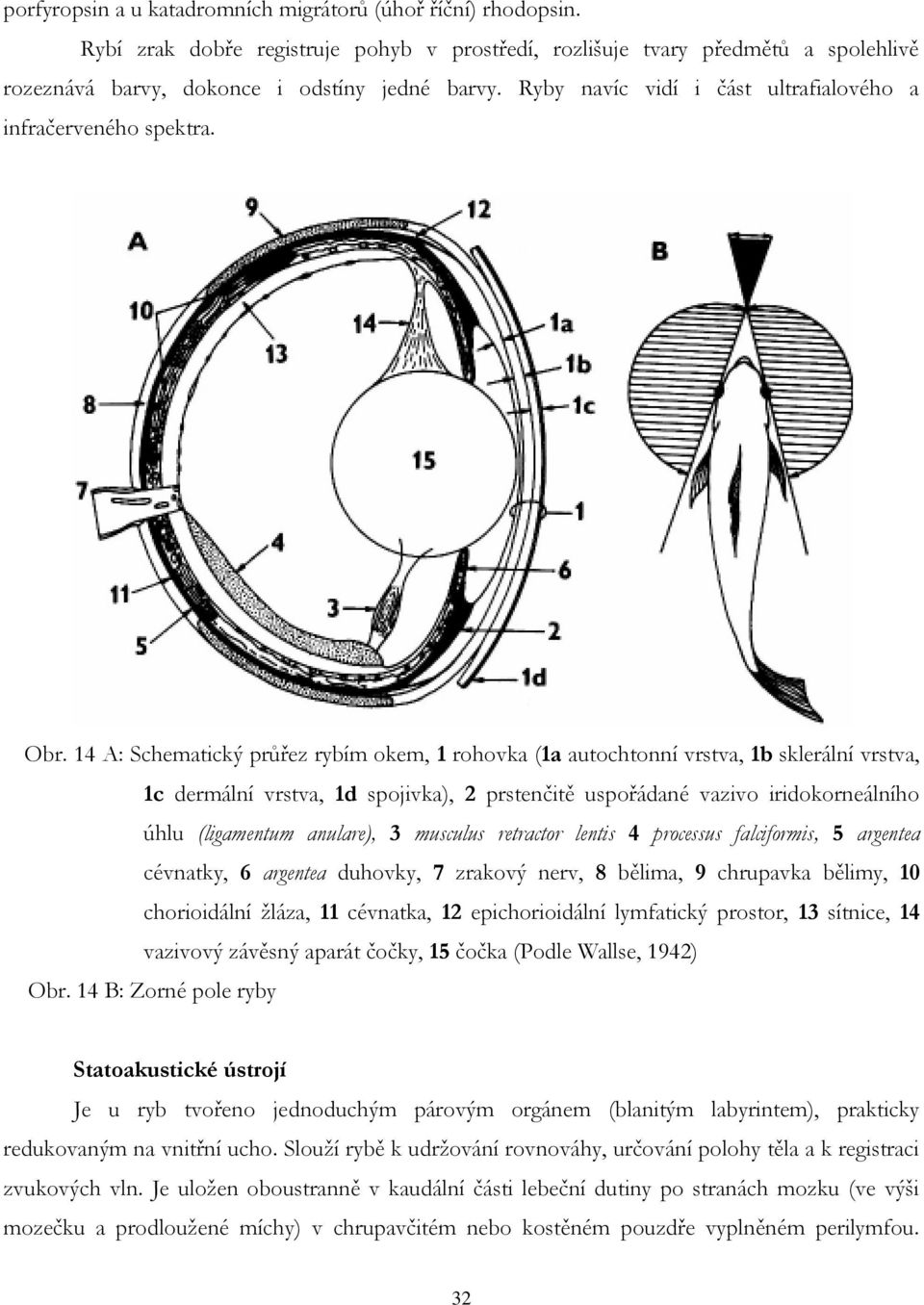 14 A: Schematický průřez rybím okem, 1 rohovka (1a autochtonní vrstva, 1b sklerální vrstva, 1c dermální vrstva, 1d spojivka), 2 prstenčitě uspořádané vazivo iridokorneálního úhlu (ligamentum