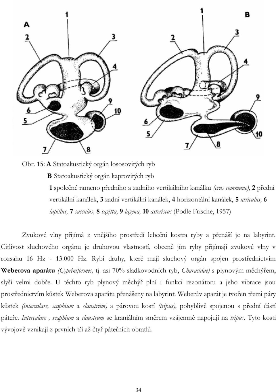 a přenáší je na labyrint. Citlivost sluchového orgánu je druhovou vlastností, obecně jím ryby přijímají zvukové vlny v rozsahu 16 Hz - 13.000 Hz.