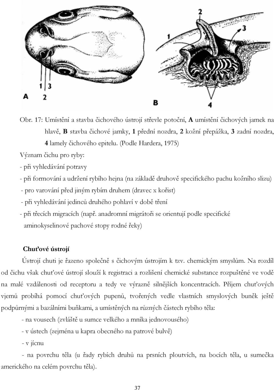 (Podle Hardera, 1975) Význam čichu pro ryby: - při vyhledávání potravy - při formování a udržení rybího hejna (na základě druhově specifického pachu kožního slizu) - pro varování před jiným rybím